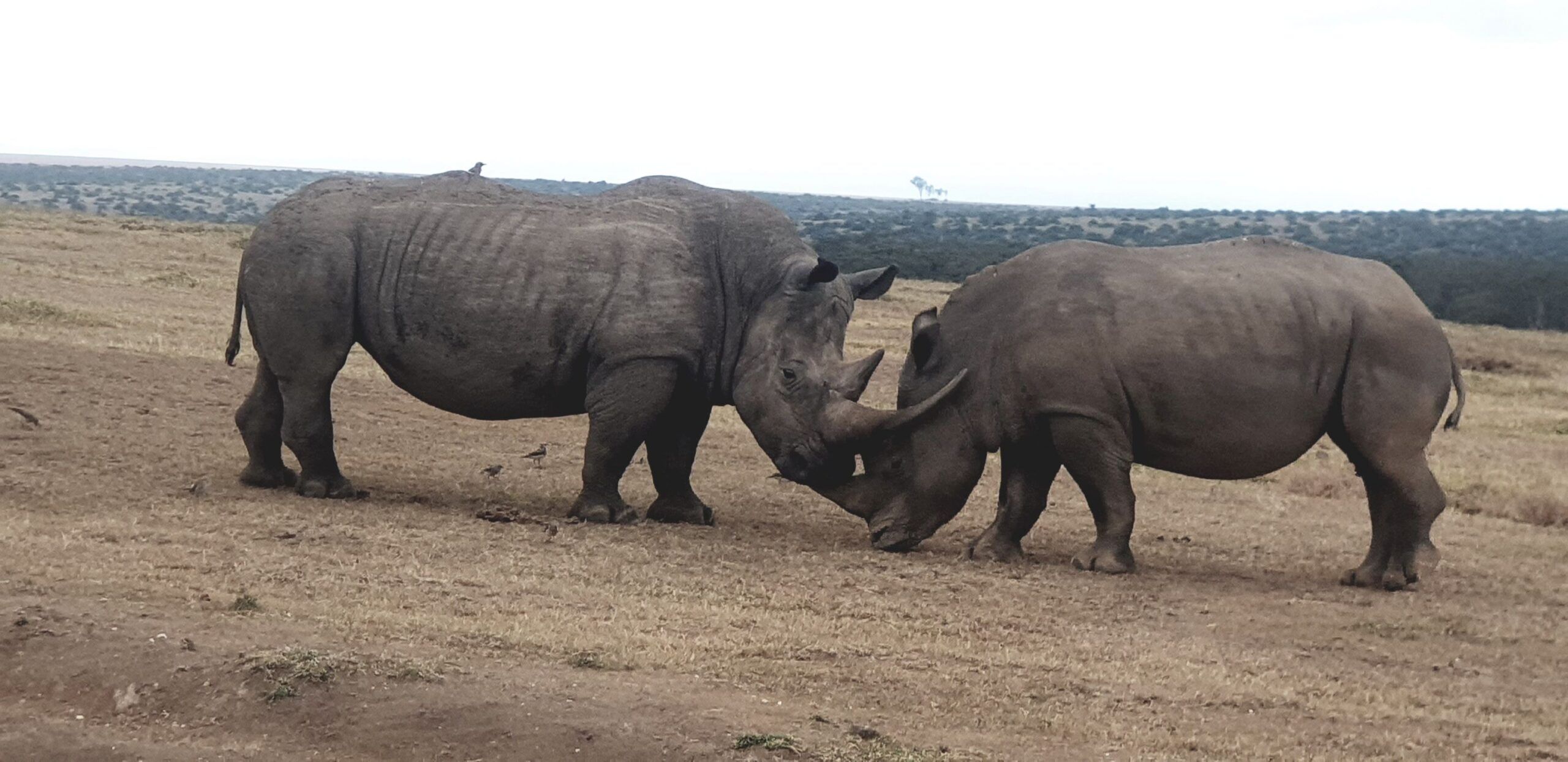 Drive from Samburu National Reserve to Solio Ranch Conservancy