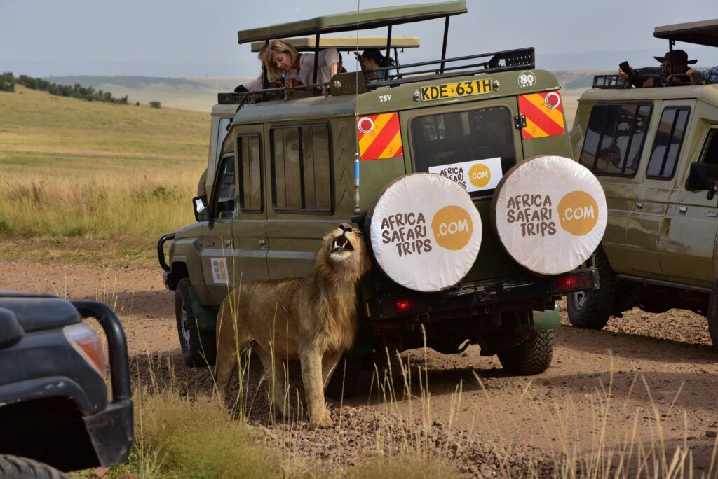 Jeep AS lion
