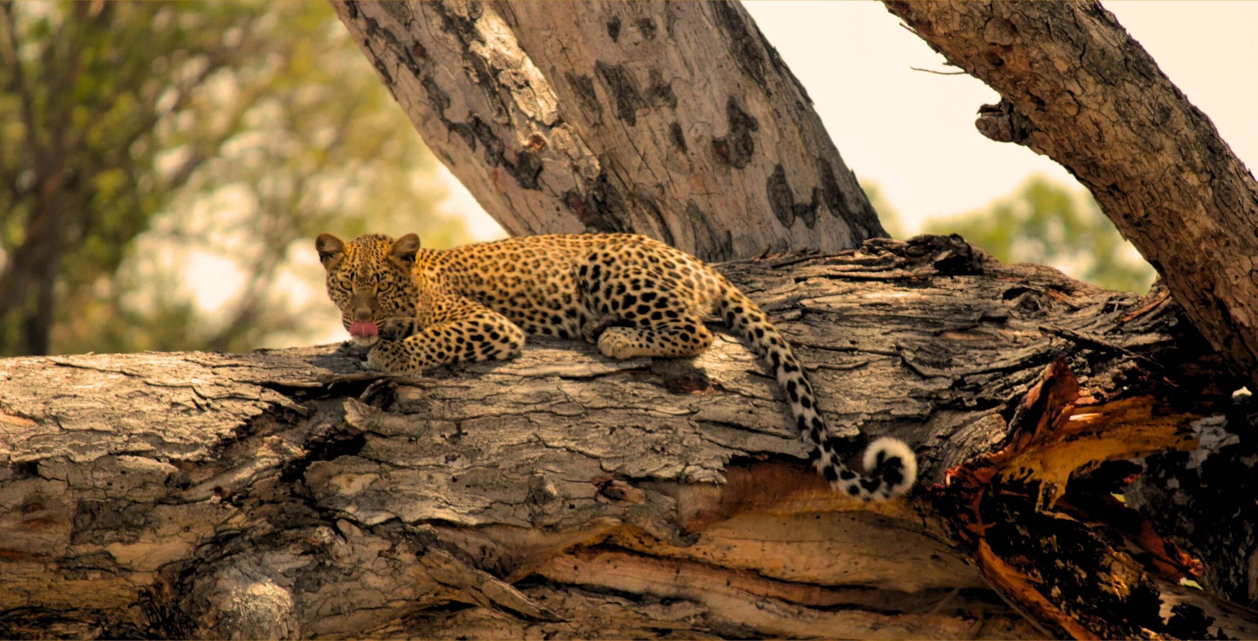 Leopard lying on a big tree sticking its tongue out