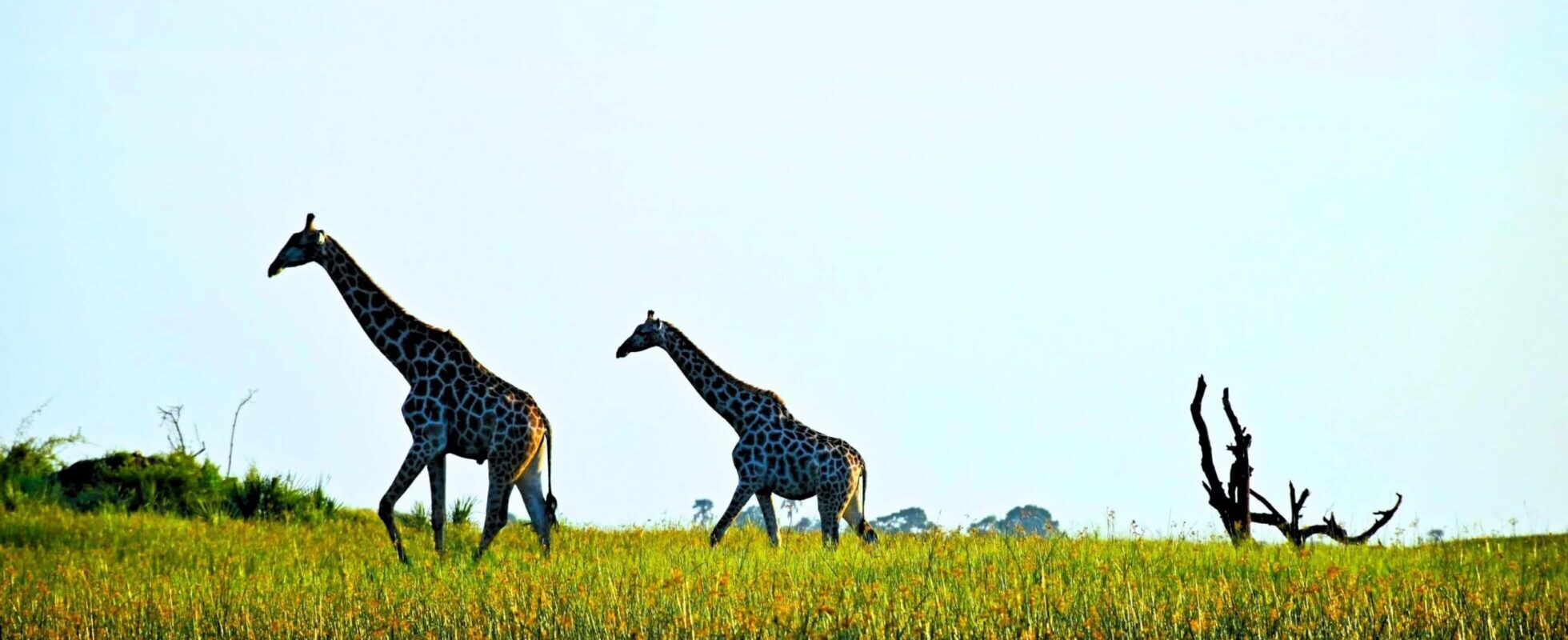 Two giraffes walking behind each other through the green grass of Okavango Delta