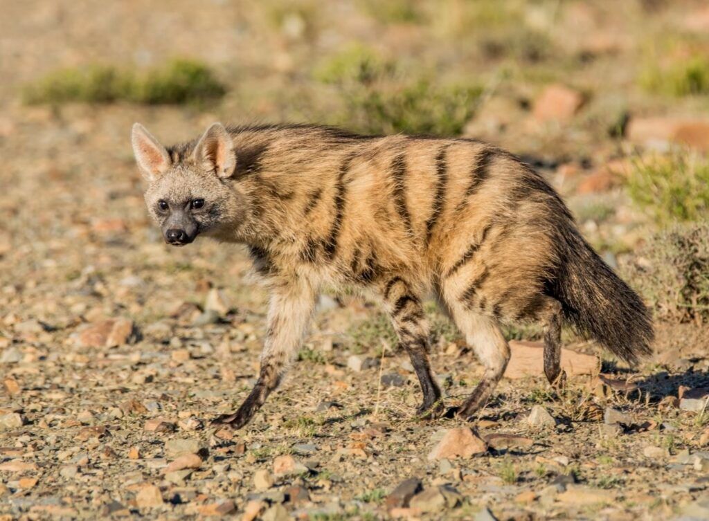 Aardwolf walking across dry land in Africa