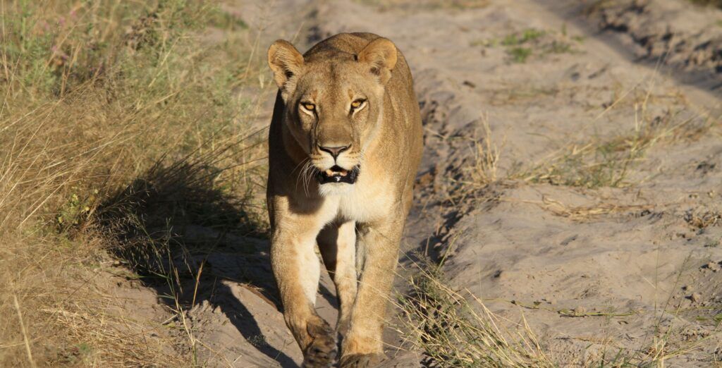 IM_BW_MOR_Lioness