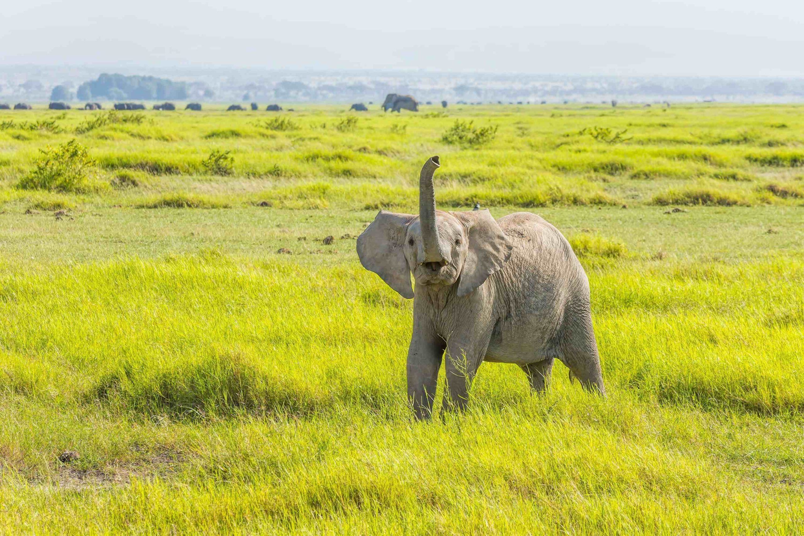Drive back to Entebbe