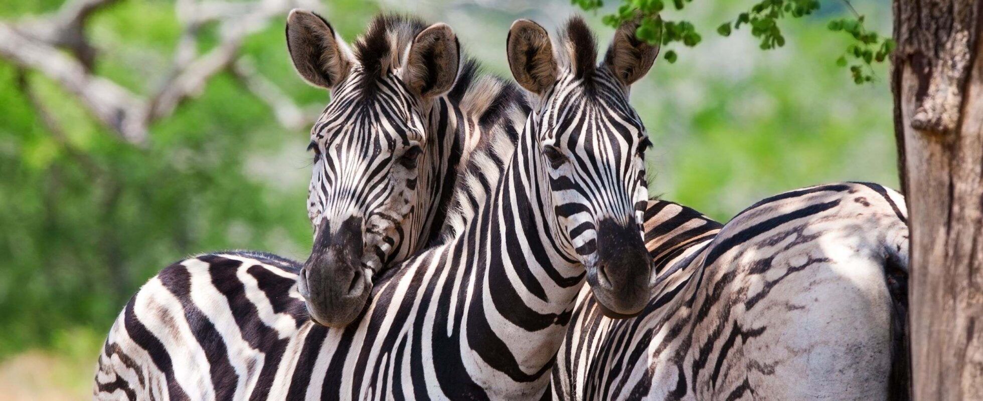 Two zebras standing next to each other, both looking forwards, in Kruger National Park