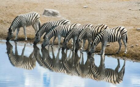 Zebras reflected while drinking at the waterhole in Namibia's Etosha National Park