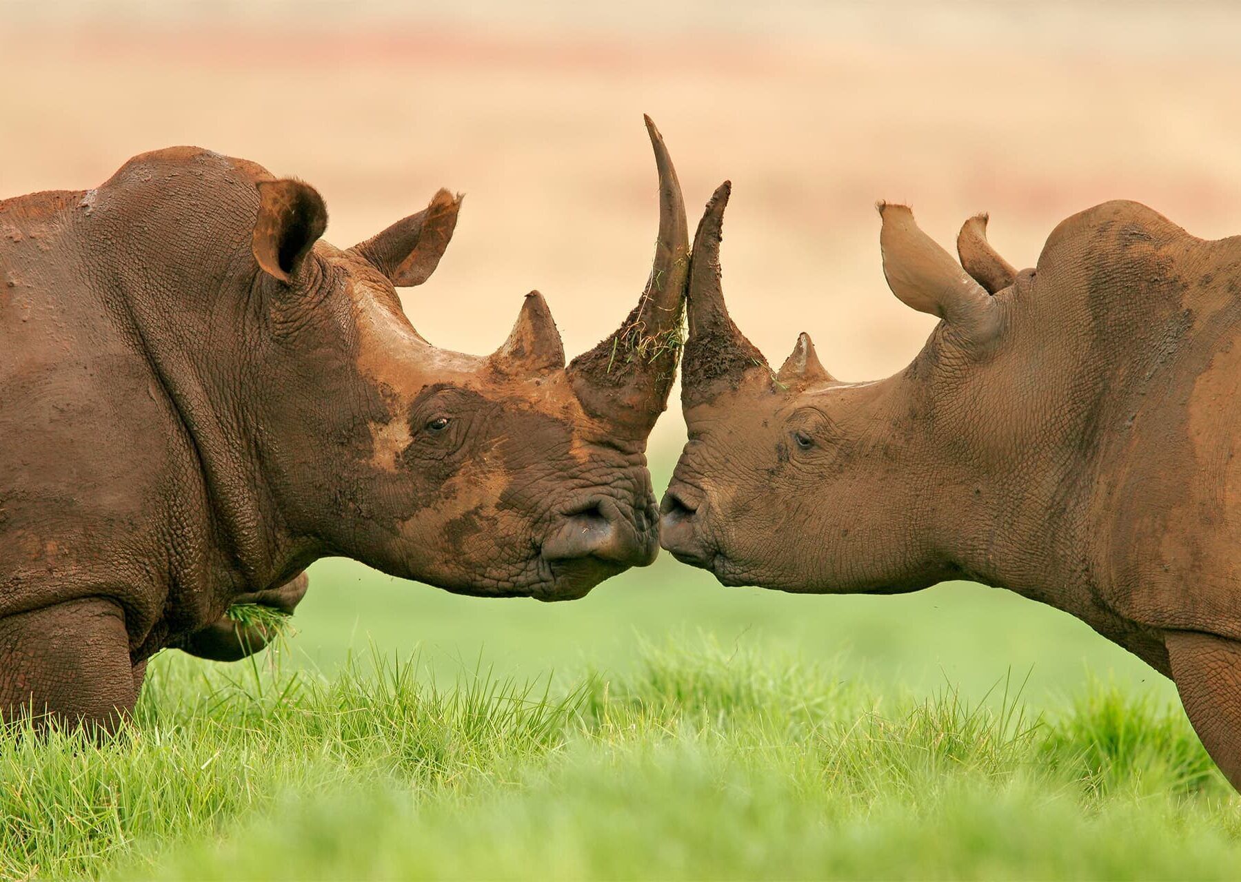 Two black rhinos kissing in the green grass