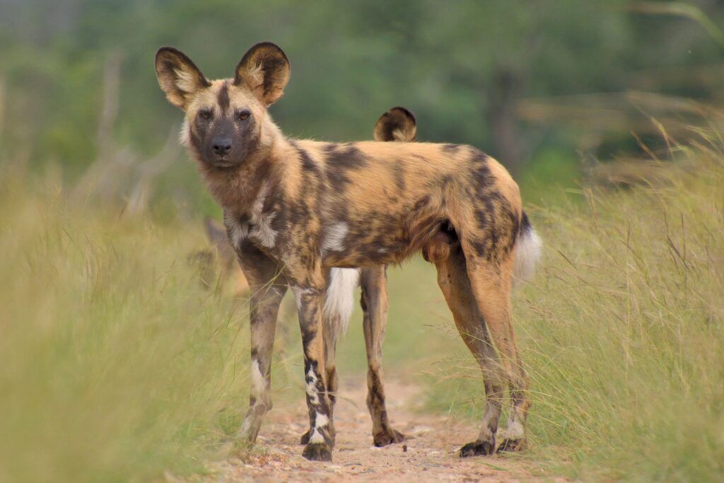 African wild dog standing on a small way in between high green grass