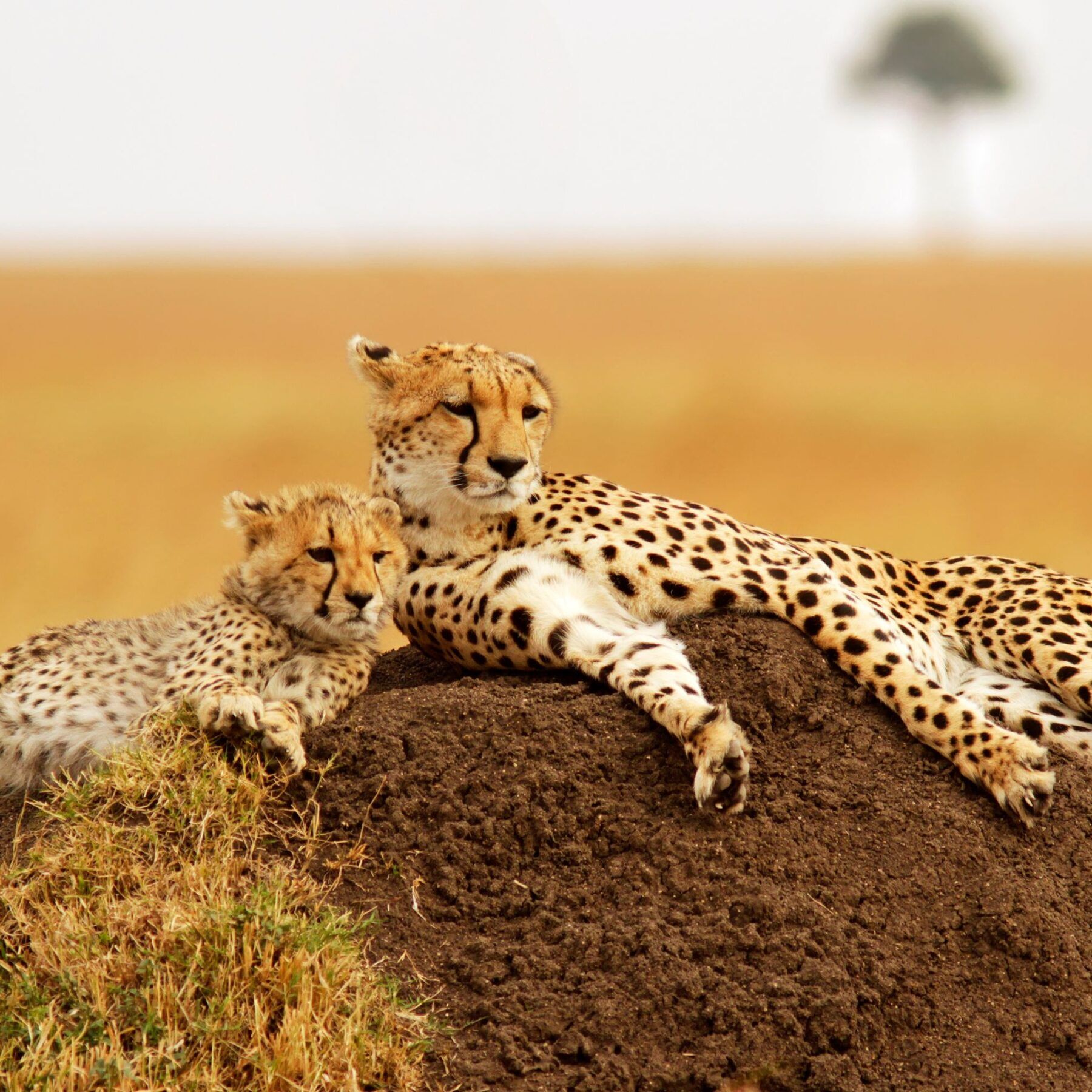 Cheetah mum and cheetah cub lying on mound of earth