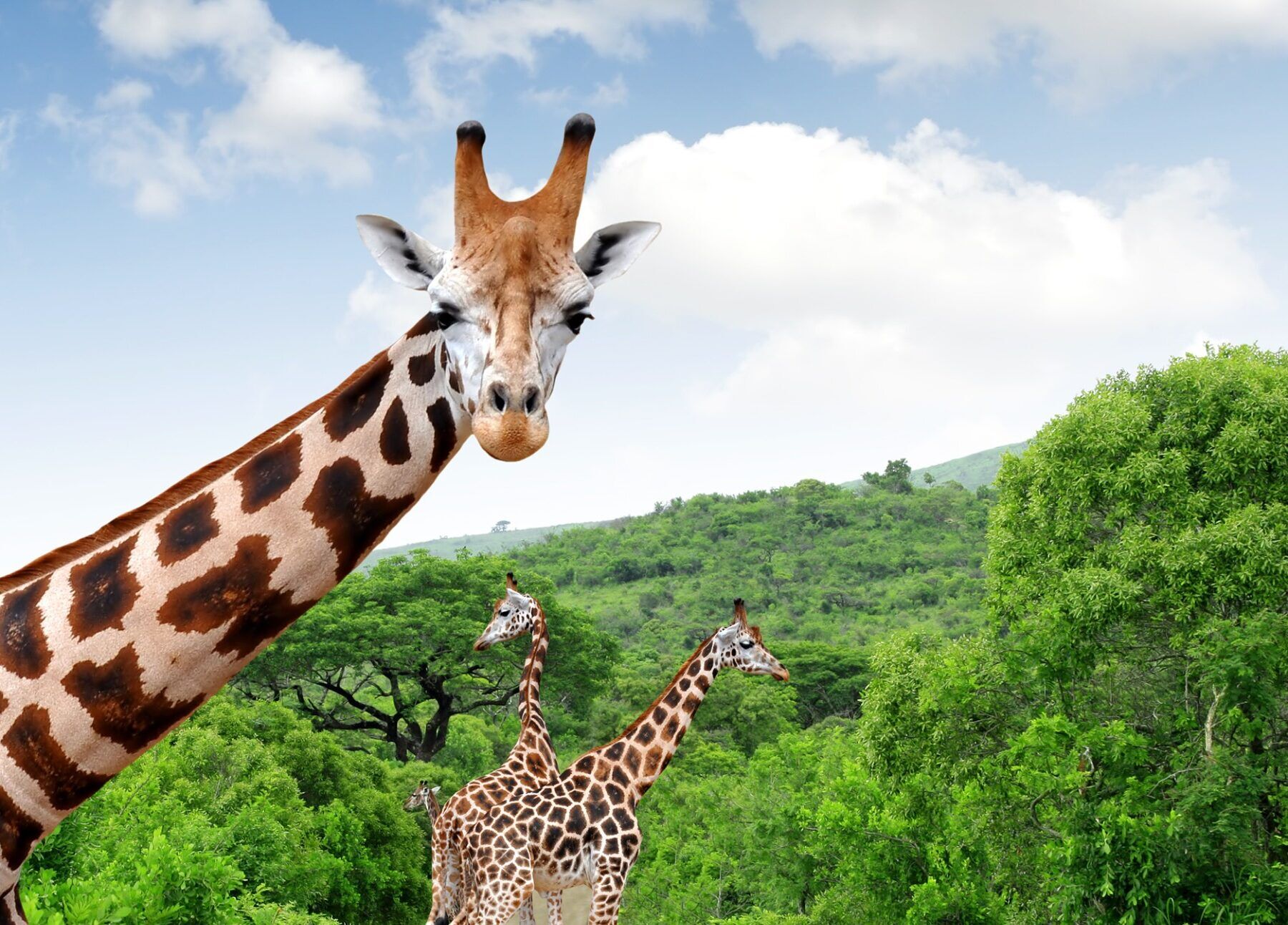Giraffes on a road surrounded by greenery