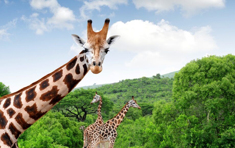 Giraffes on a road surrounded by greenery
