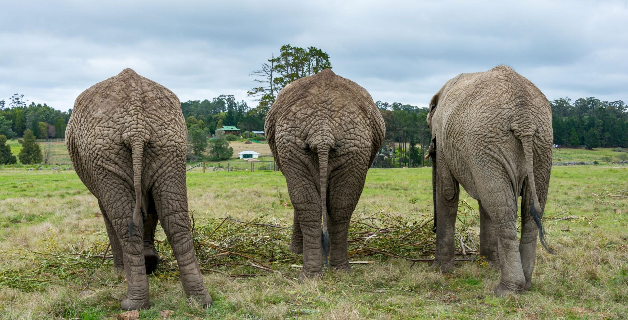 Elephant experience in Knysna Elephant Park