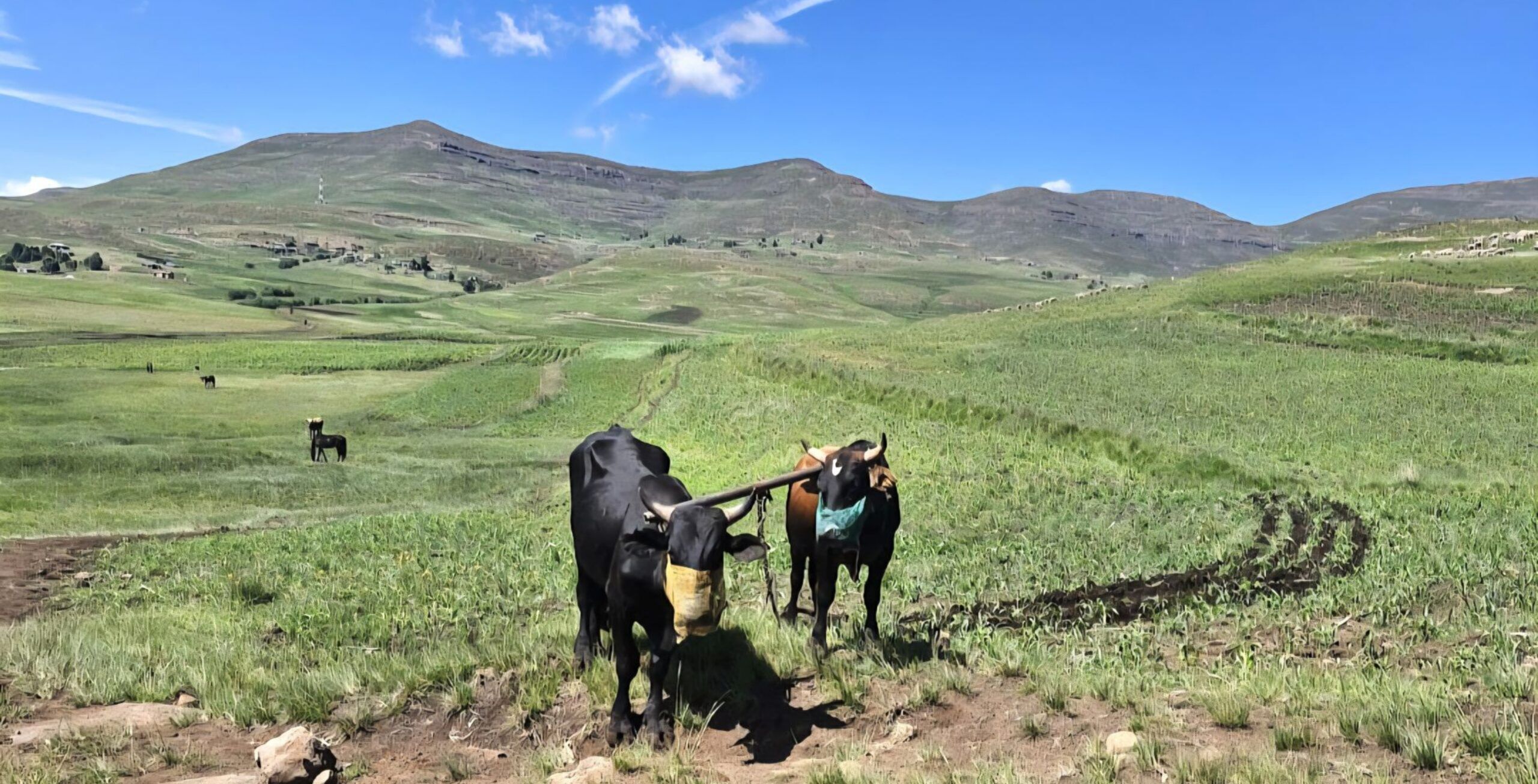IM_SA_DRA_Sani pass cows
