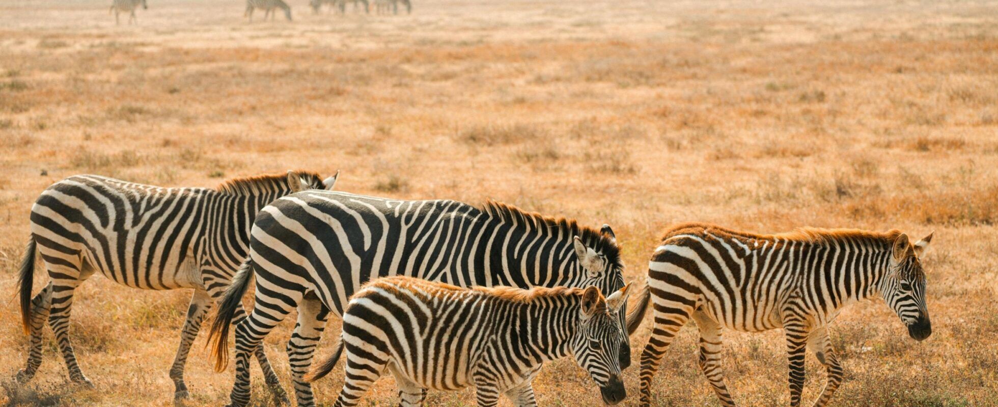 A herd of four zebras walk in the low yellow grass of Chobe National Park in Botswana