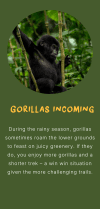 Gorillas incoming