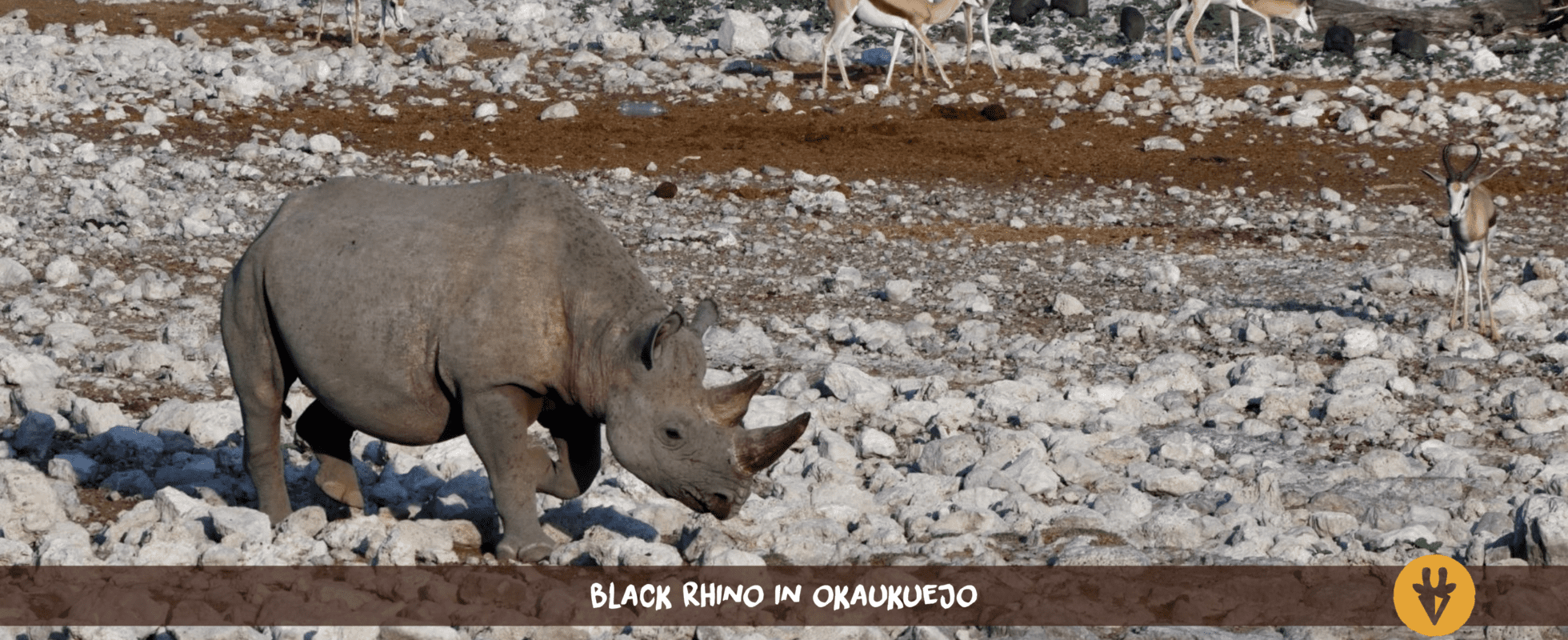 A black rhino walking on the white stones of Etosha National Park in Namibia with antelopes in the background