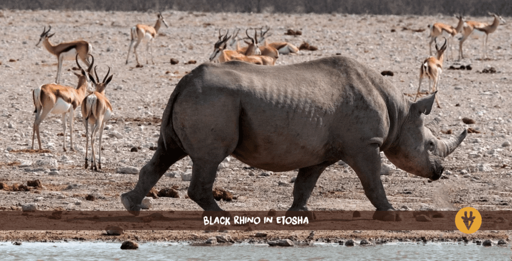 Black rhino etosha