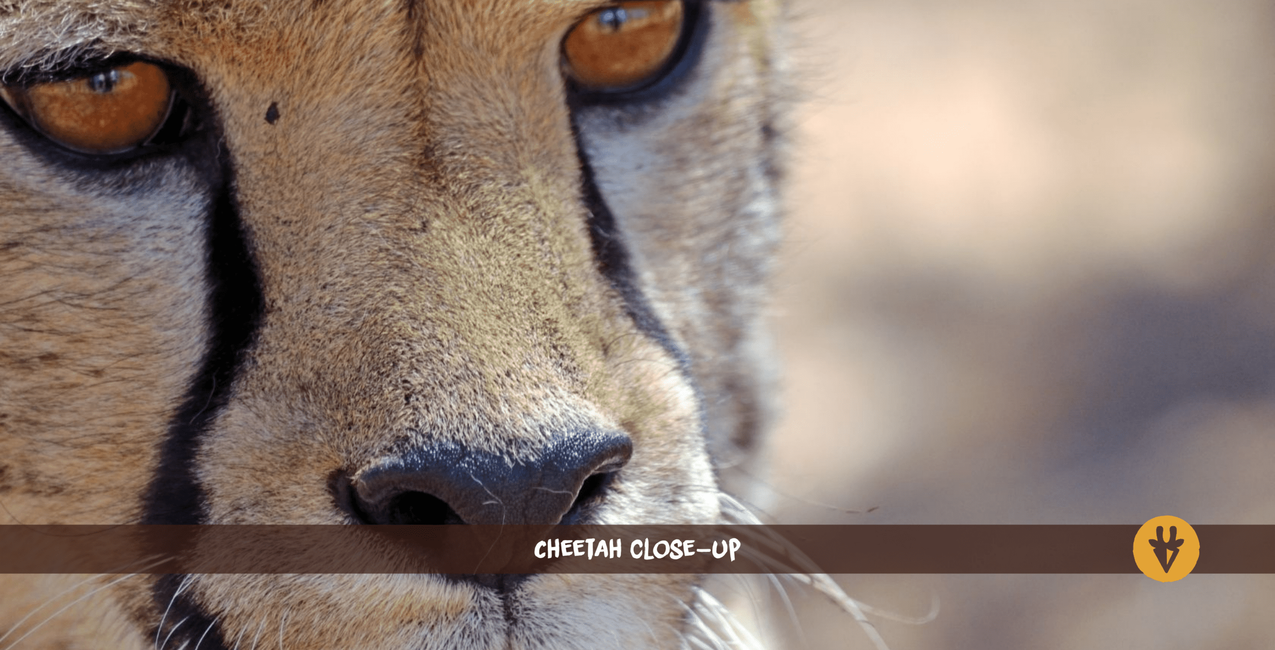 Close-up of cheetah with orange-yellow eyes