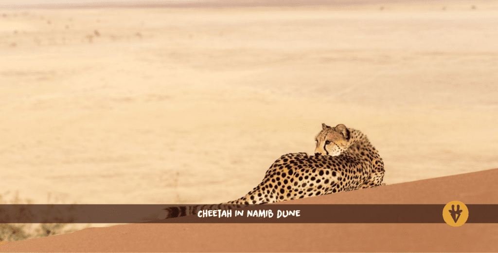 Cheetah in Namib dune