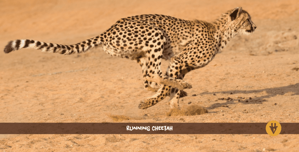 Cheetah running