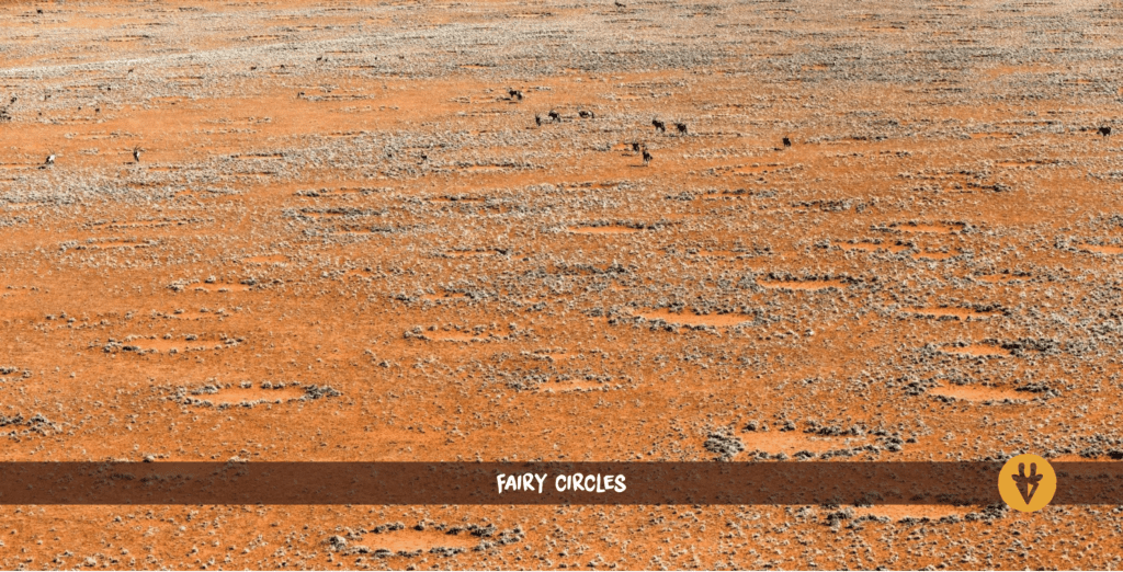Fairy Circles