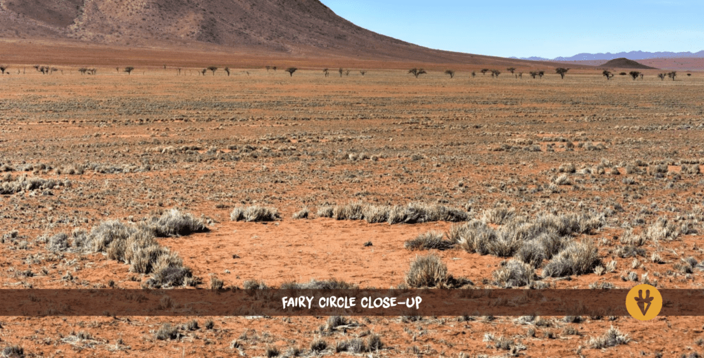 Close-up of a fairy circle in Namibia with a mountain in the background