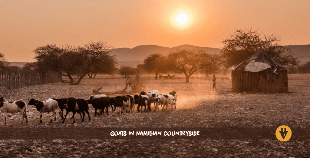 Goats in Namibian countryside