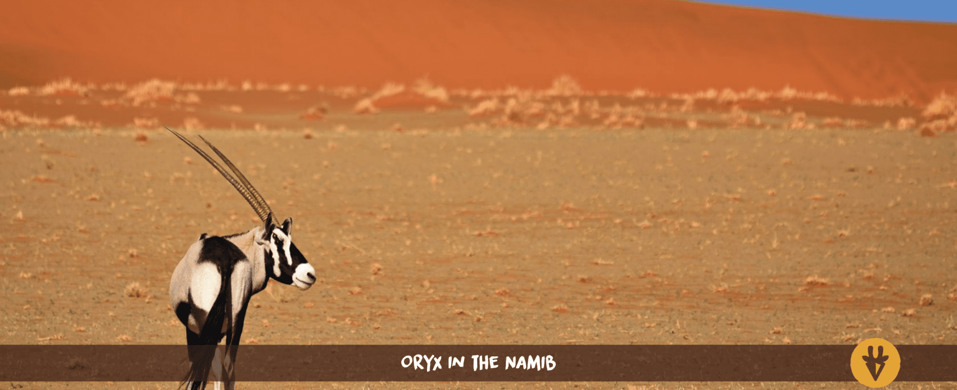 Gemsbock oryx standing in front of a red dune in the Namib desert