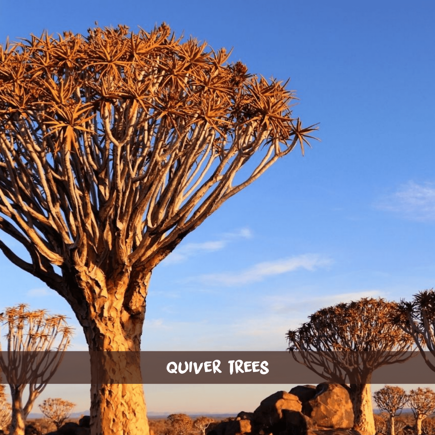 Several quiver trees of the quiver tree forest in Namibia underneath a blue sky