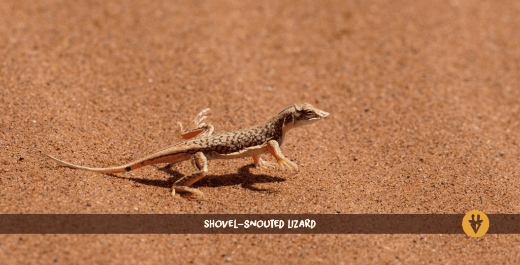 Shovel-snouted lizard