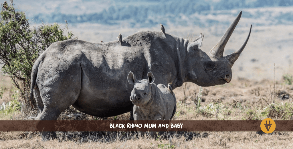 black rhino mum and baby