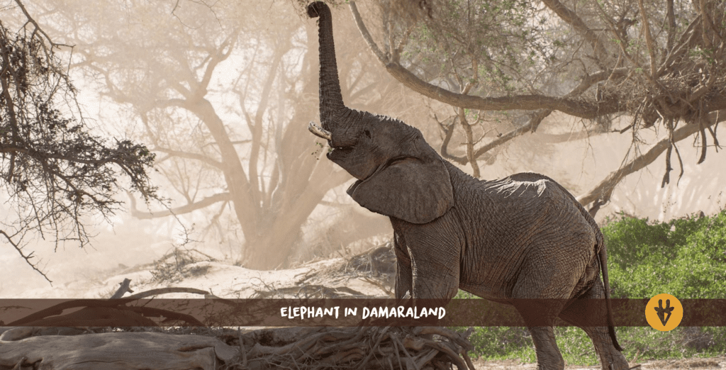 Desert elephant standing on a fallen tree reaching up to a tree with its trunk in Kunene Damaraland