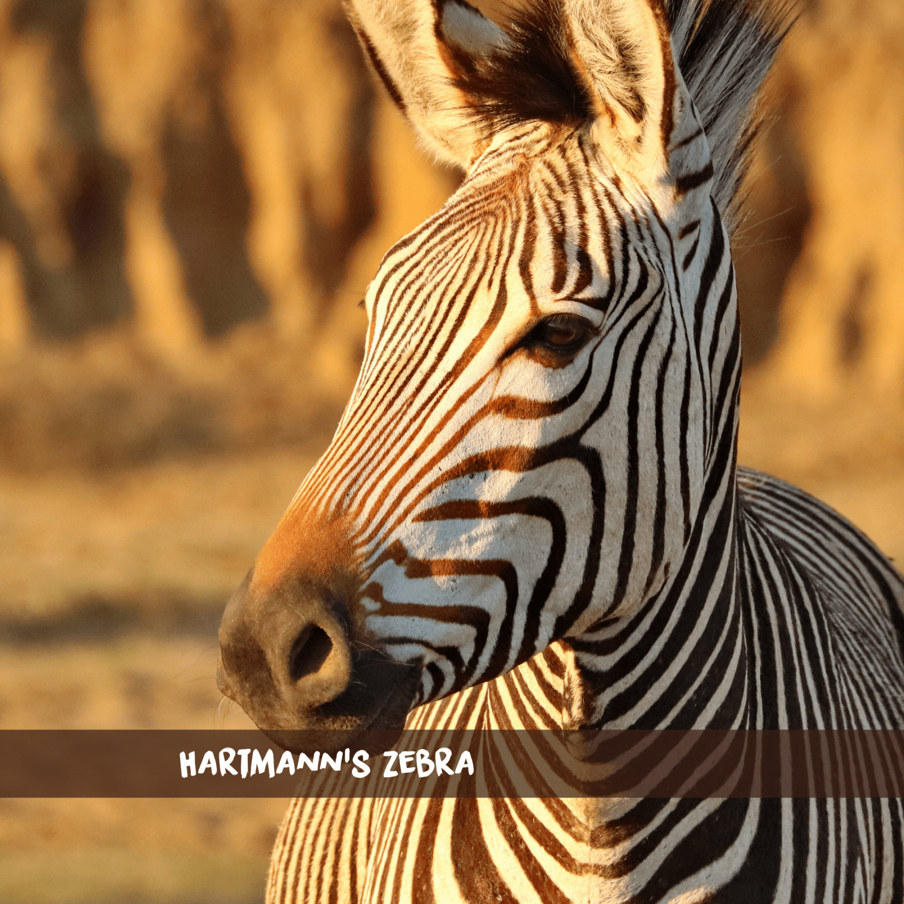 Close-up of a Hartmann's mountain zebra in golden light with rocky cliffs in the background