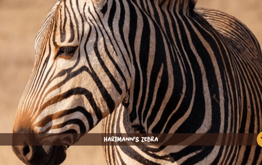 Hartmanns zebra close up
