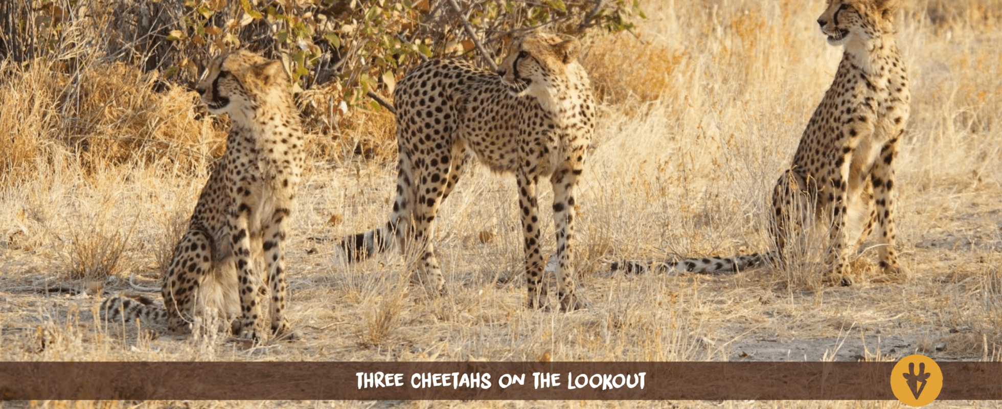 Three cheetahs standing next to each other in the open field of Namibia looking in the same direction