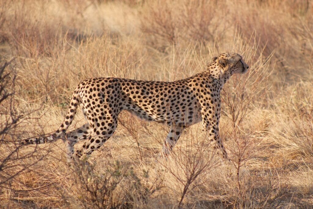 Cheetah walking through the dry yellow grass in Namibia