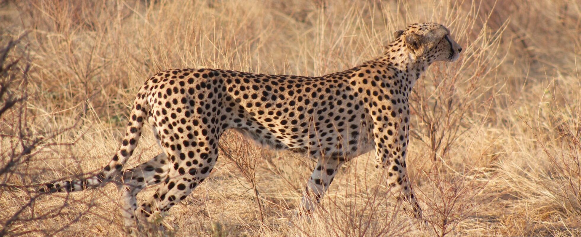 Cheetah walking through the dry yellow grass in Namibia