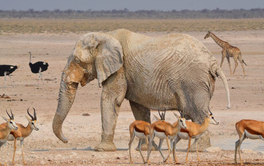 Elephant surrounded by springboks, ostriches and a giraffe in Namibia's Etosha National Park