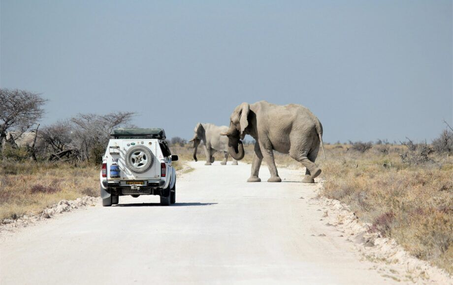 Elephants crossing the road in front of a safari vehicle in Namibia's Etosha National Park