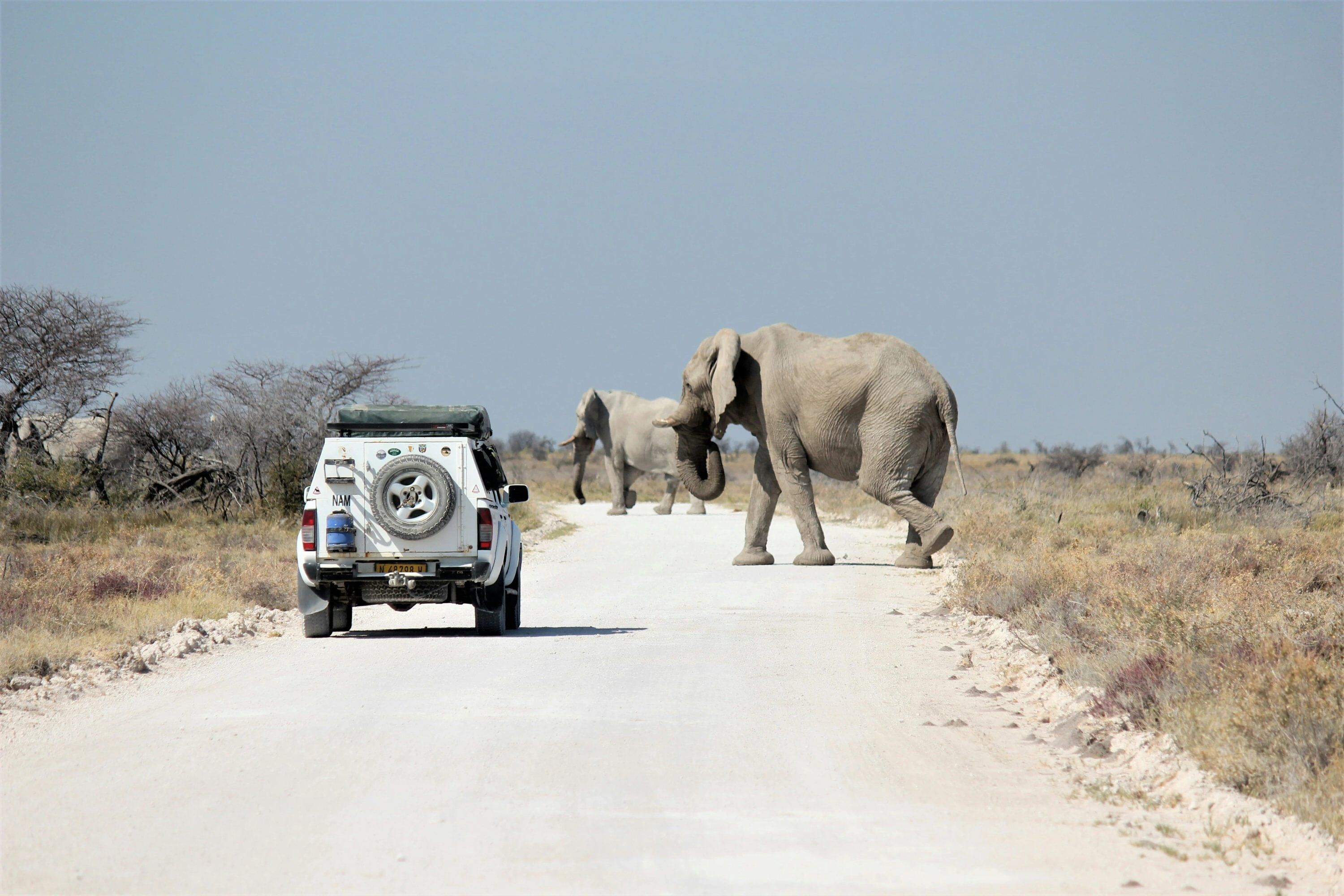 Elephants crossing the road in front of a safari vehicle