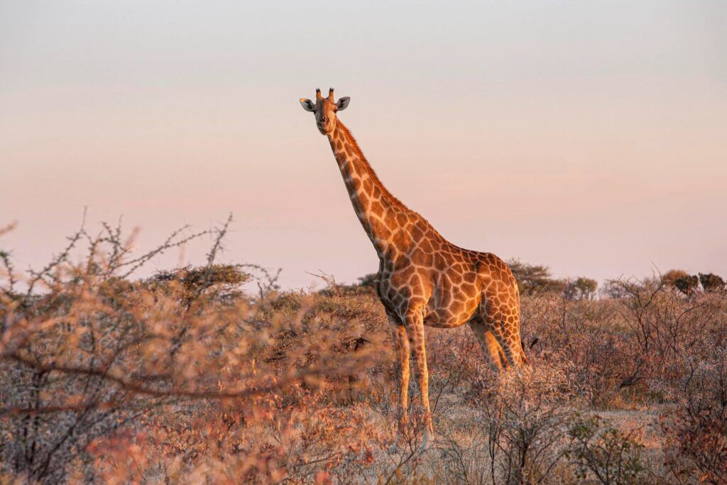 Giraffe standing in a field surrounded by bushes during sunset in Namibia's Etosha National Park