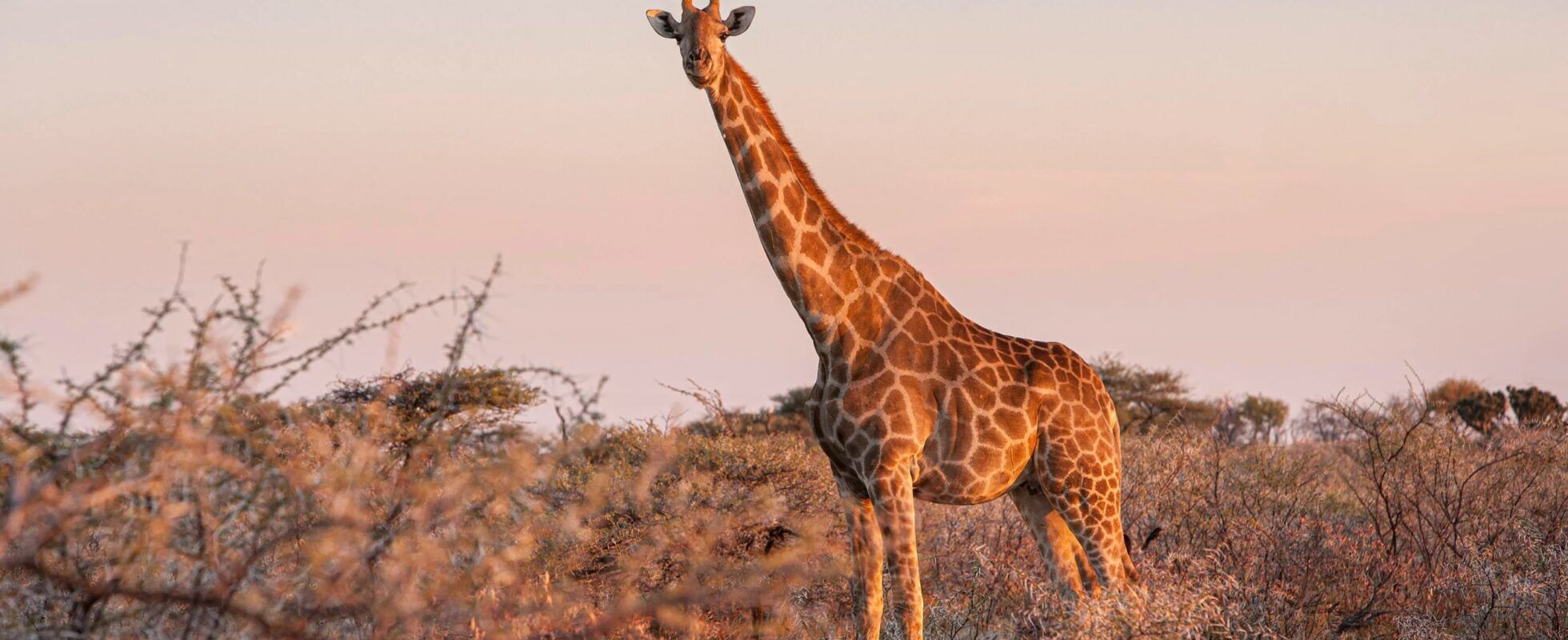 Giraffe standing in a field surrounded by bushes during sunset in Namibia's Etosha National Park