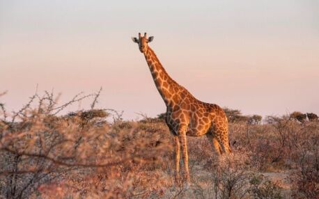 Giraffe standing in a field surrounded by bushes during sunset in Namibia's Etosha National Park