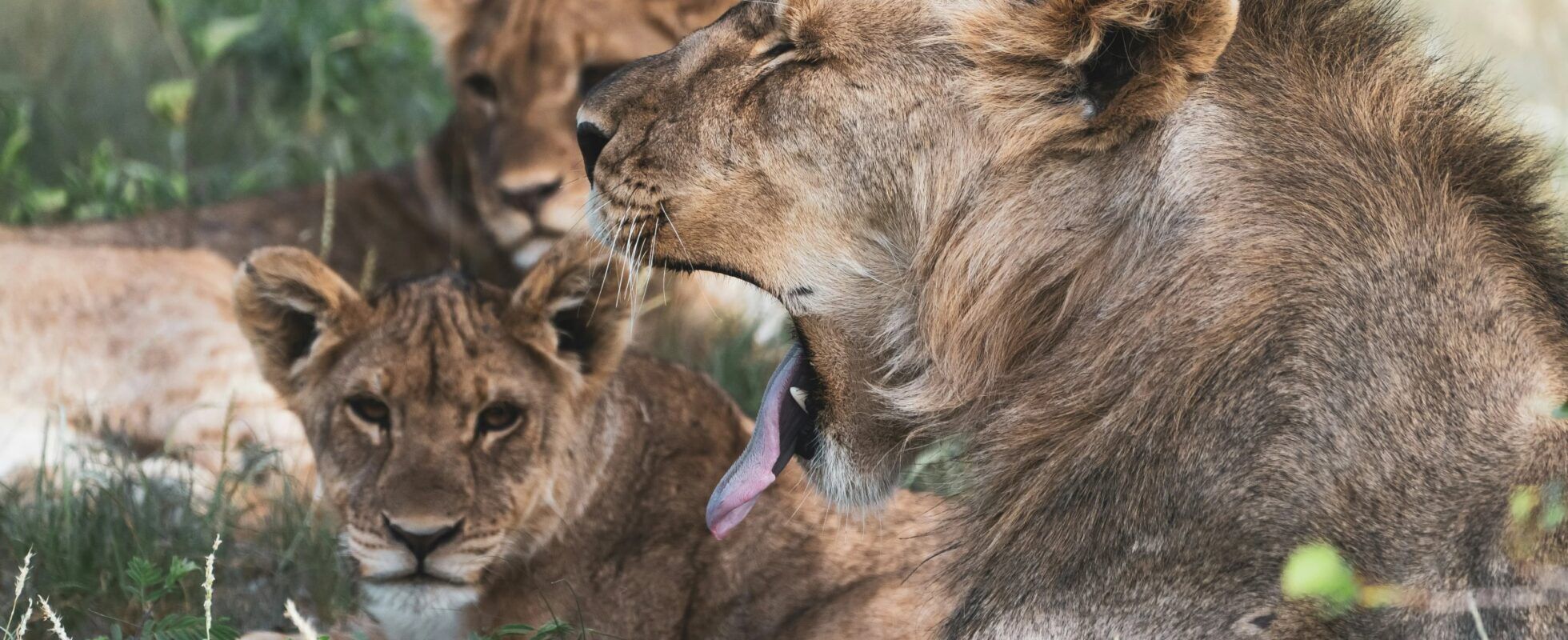 Lion pride resting in the shade in Namibia's Etosha National Park with one lion yawning