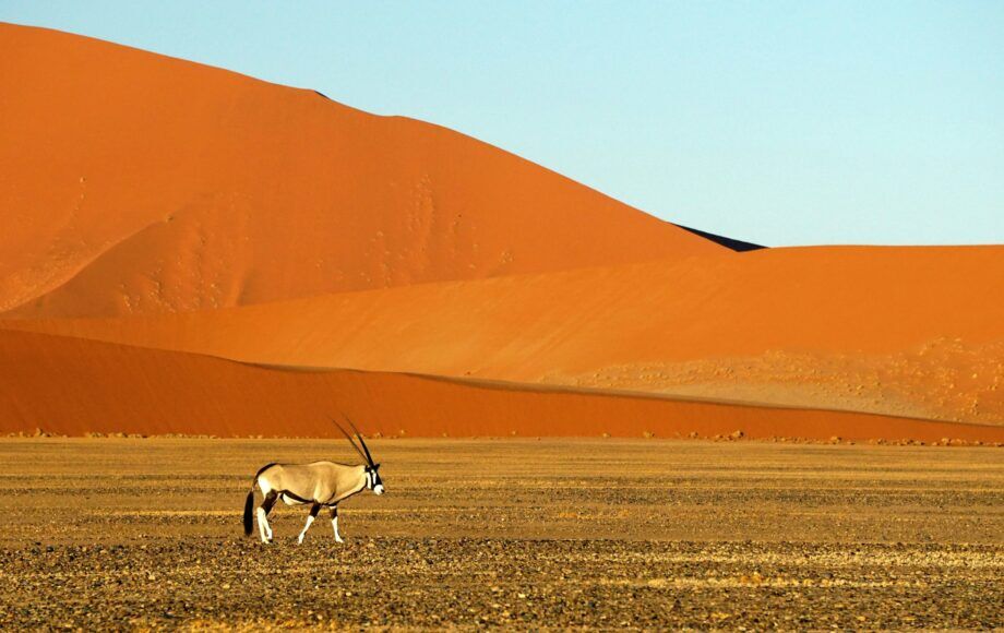 Lone oryx standing at in front of a big red dune at sunset in Sossusvlei