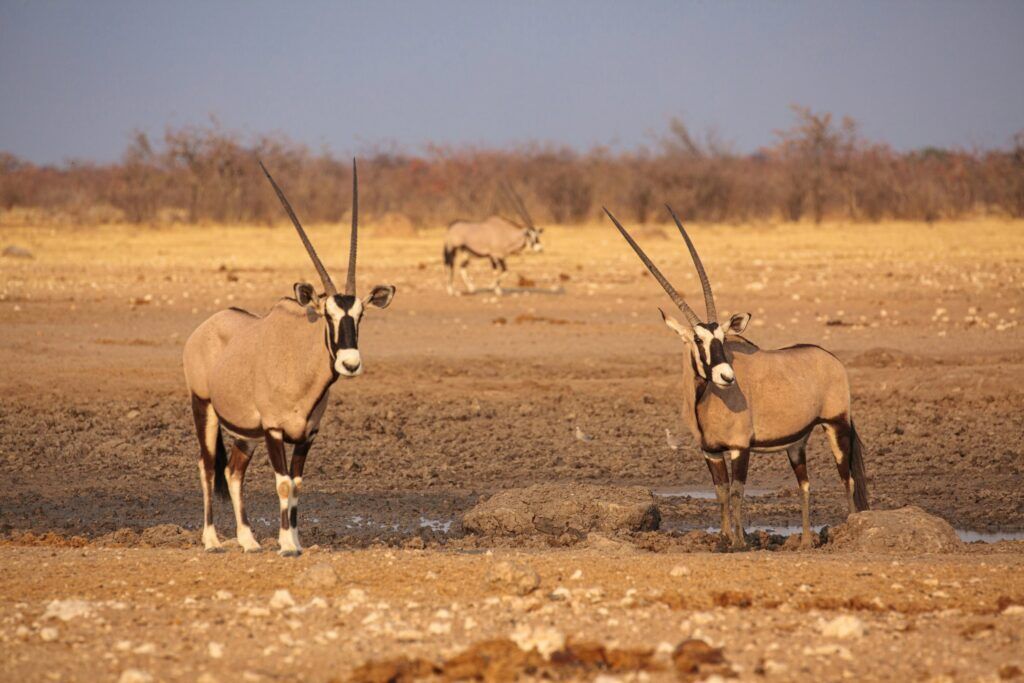 Three oryx standing on dry ground at a waterhole in Etosha National Park in Namibia