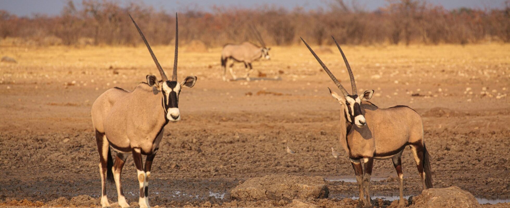 Three oryx standing on dry ground at a waterhole in Etosha National Park in Namibia