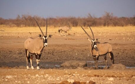 Three oryx standing on dry ground at a waterhole in Etosha National Park in Namibia