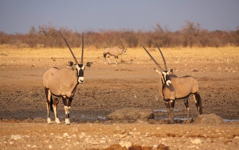 Three oryx standing on dry ground at a waterhole in Etosha National Park in Namibia