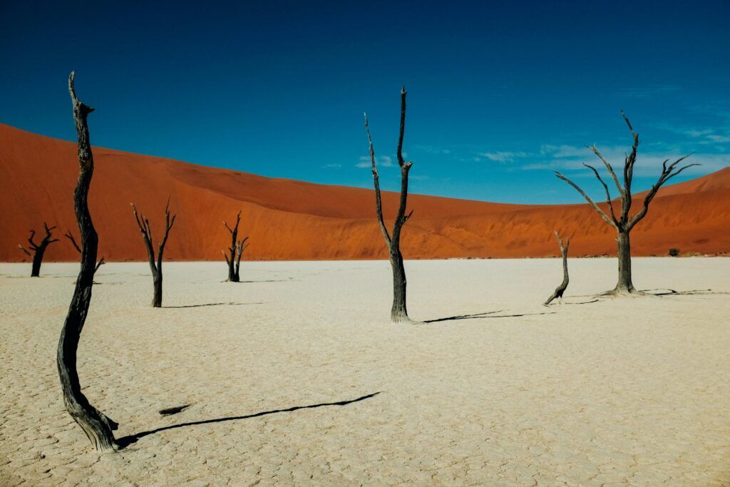 Petrified trees of Deadvlei in Sossusvlei national park in Namibia