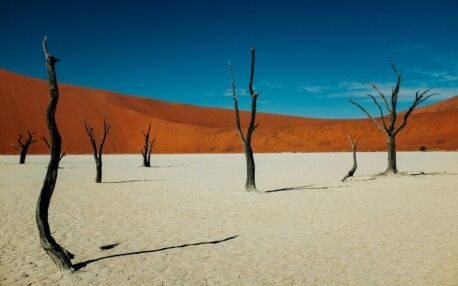 Petrified trees of Deadvlei in Sossusvlei national park in Namibia